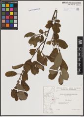 Foto von Salix cinerea L.